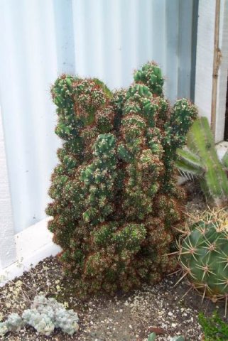 cereus_peruvianus_monstruosa